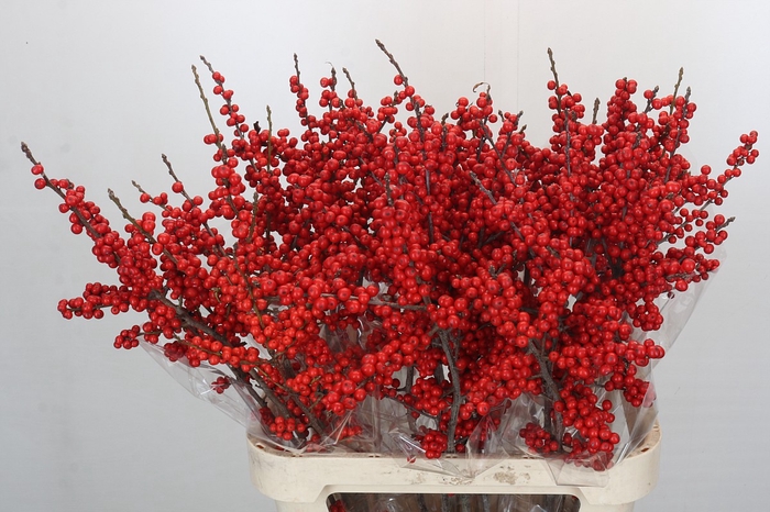 <h4>Ilex Verticillata Red</h4>