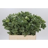 Pittosporum Ilan