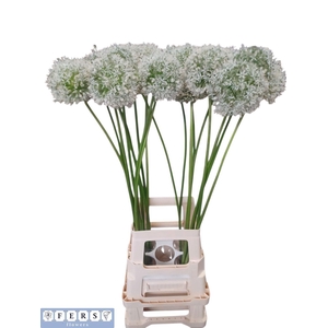 ALLIUM MOUNT EVEREST