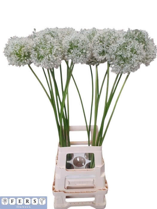 <h4>ALLIUM MOUNT EVEREST</h4>