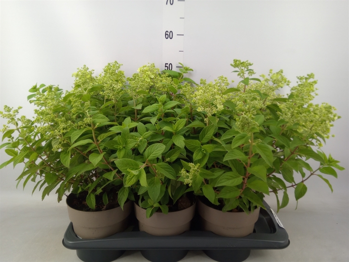 <h4>Hydrangea pan. 'Panflora'</h4>