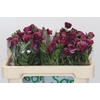 Ranunculus Magical Raspberry