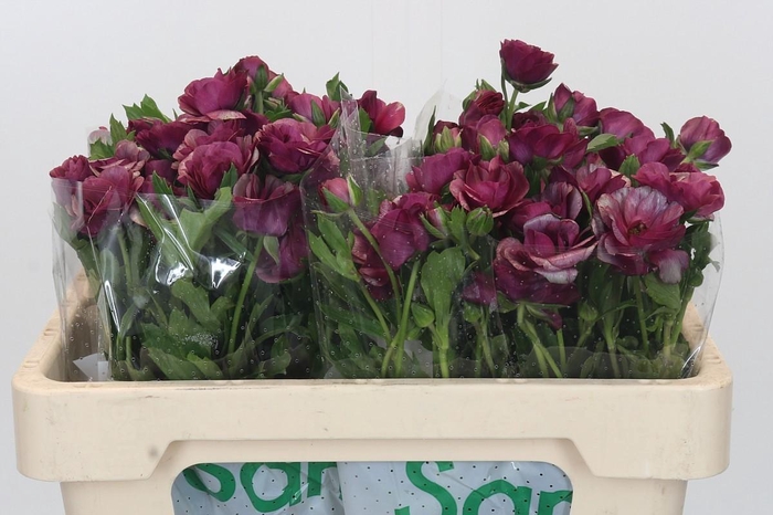 Ranunculus Magical Raspberry