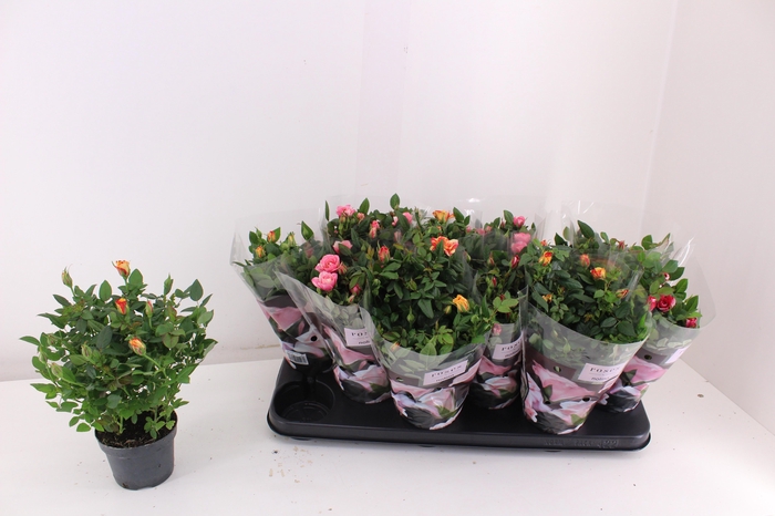 <h4>RO VICTORY GEM</h4>