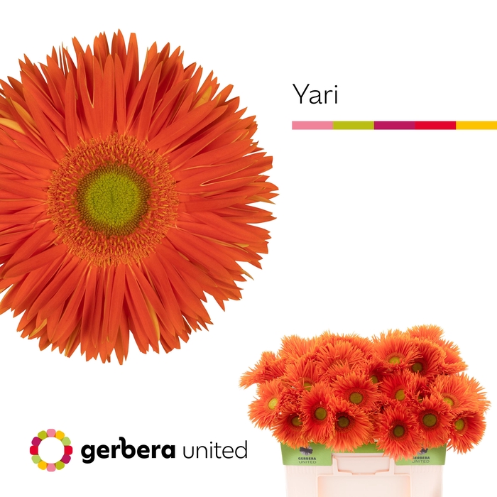<h4>Gerbera Spider Yari Water</h4>