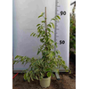 Ficus overig gemengd 3 soorten
