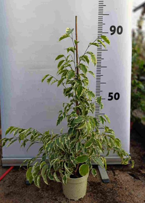 Ficus overig gemengd 3 soorten