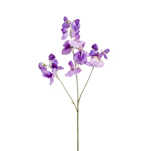 Lathyrus spray purple 75cm