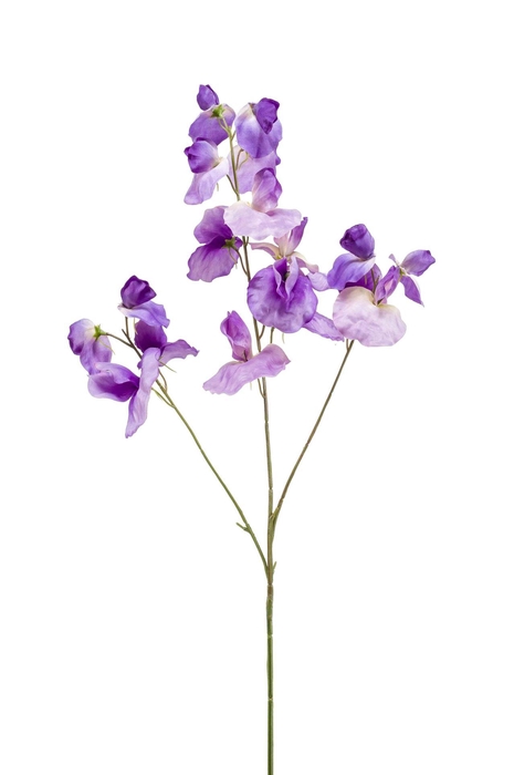 <h4>Lathyrus spray purple 75cm</h4>