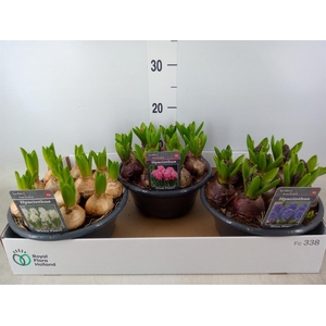 Hyacinthus orie.   ...mix 3