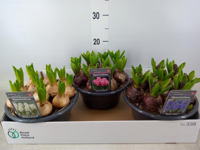 <h4>Hyacinthus orie. ...mix 3</h4>