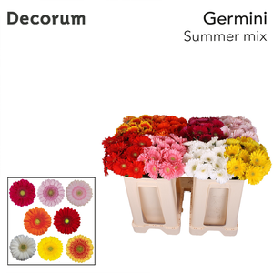 Germini Mix Summer Water/Hoes x80