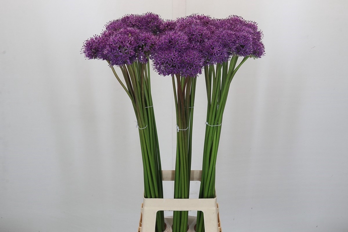 Allium Gladiator