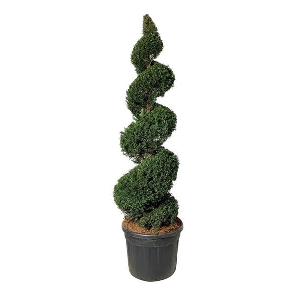 <h4>Taxus baccata</h4>