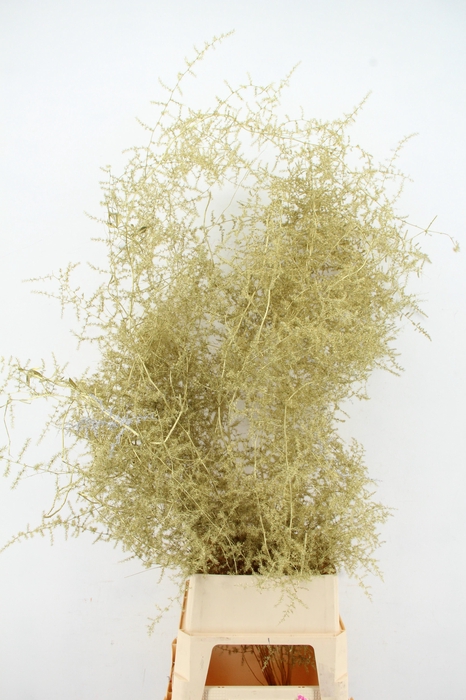 <h4>Asparagus Selvatico Gold per stem</h4>
