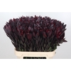 Leucadendron Saf Sunset Dark R.