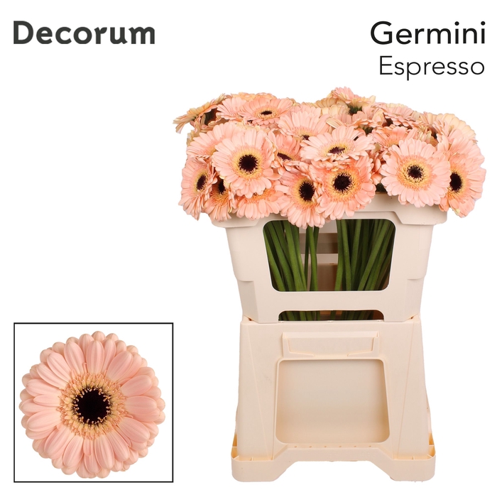 <h4>Germini Espresso Water</h4>