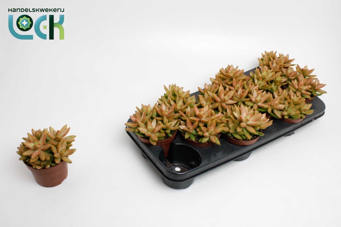 <h4>Sedum Adolphii</h4>