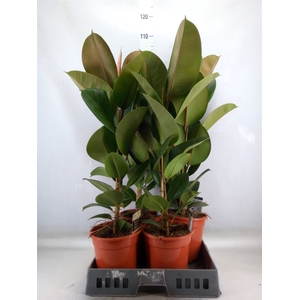 Ficus elastica 'Robusta'