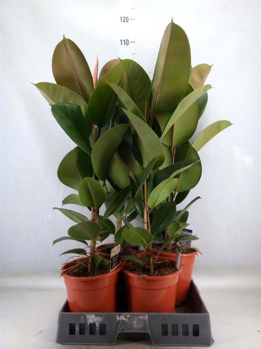 <h4>Ficus elastica 'Robusta'</h4>