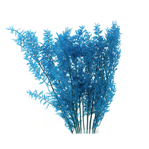 Dried  Bleached Ruscus Light Blue