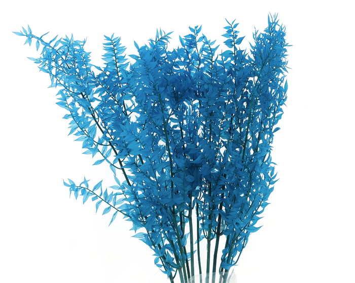 <h4>Dried  Bleached Ruscus Light Blue</h4>