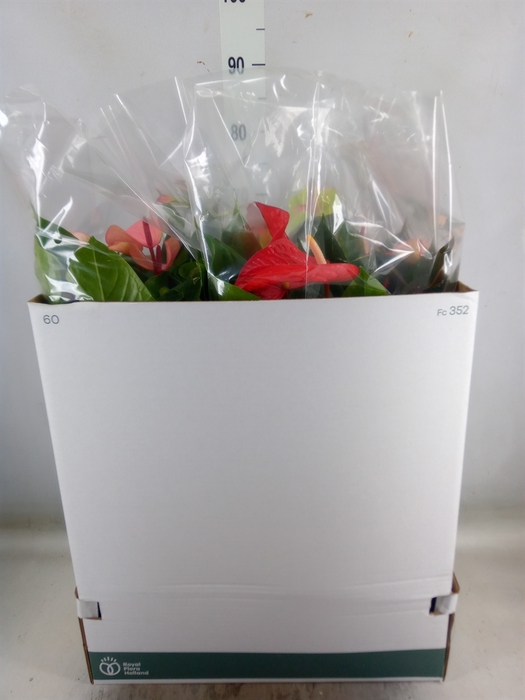 <h4>Anthurium   ...mix</h4>
