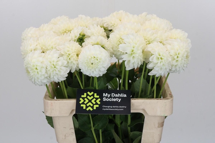 Dahlia 'Ice Ice Baby'
