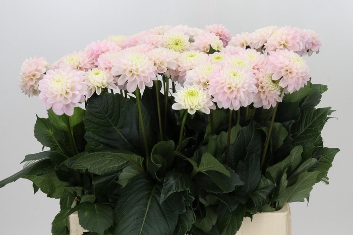 Dahlia Light Wizard