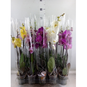 Phalaenopsis   ...mix  5