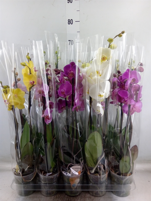 <h4>Phalaenopsis   ...mix  5</h4>