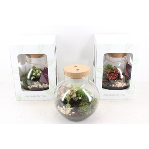 arr3 WR - Terrarium Venus LED