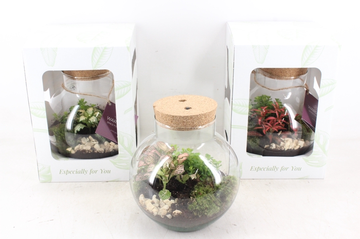<h4>arr3 WR - Terrarium Venus LED</h4>