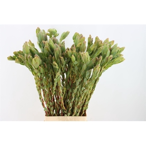 Leucad Discolor Spray