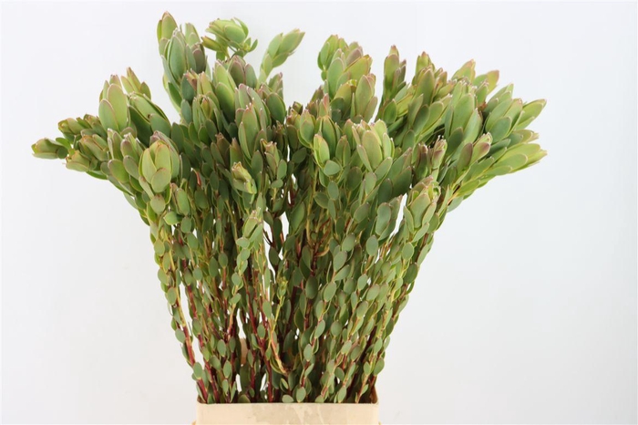 Leucad Discolor Spray