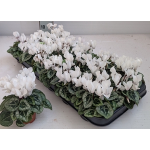 .Cyclamen kleinbloemig overig