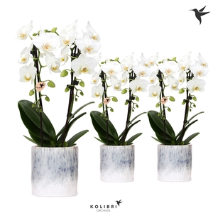 Kolibri Orchids Niagara fall white 2 spike in Sky pot