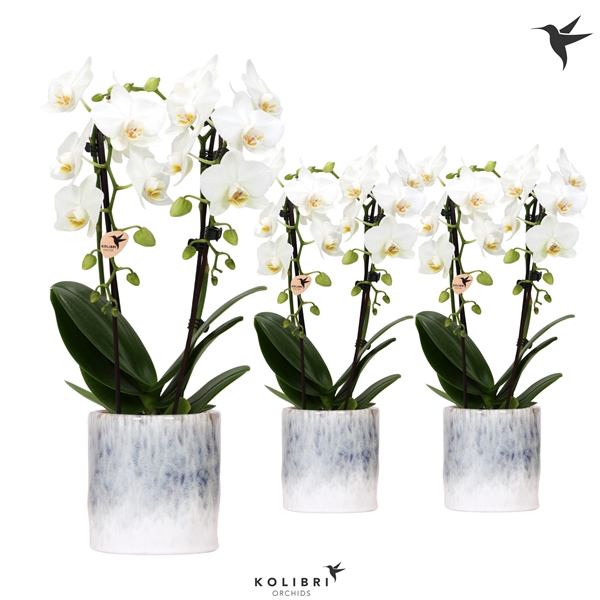 <h4>Kolibri Orchids Niagara fall white 2 spike in Sky pot</h4>