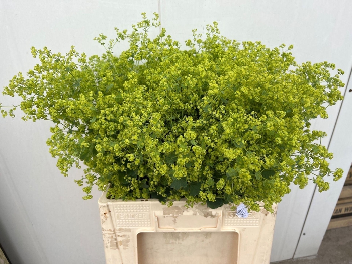 <h4>ALCHEMILLA MOLLIS 'ROBUSTICA'</h4>