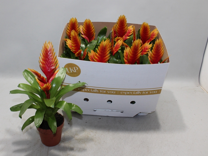 <h4>VRIES EL DORADO</h4>