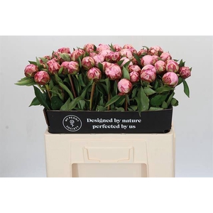Paeonia sarah bernhardt
