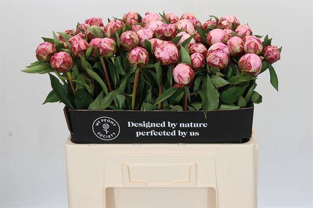 Paeonia sarah bernhardt