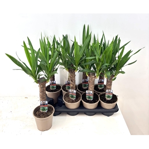 YUCCA