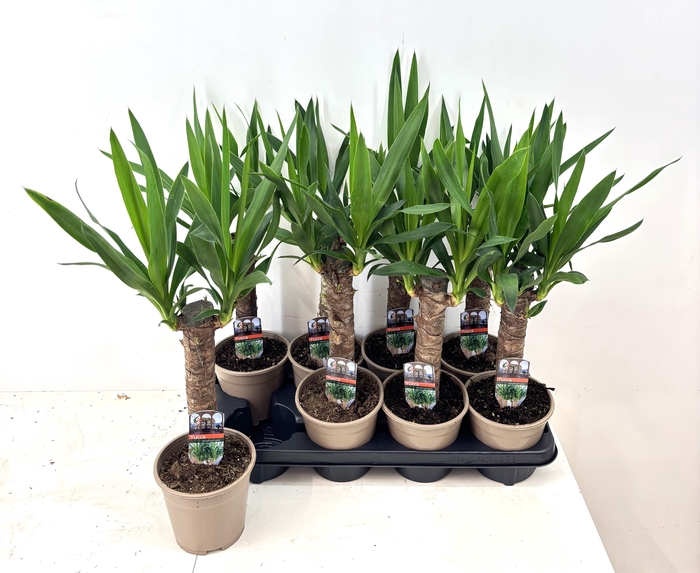 <h4>YUCCA</h4>
