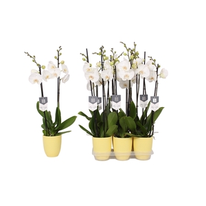 Phalaenopsis White World, 2-spike Yellow Ceramics