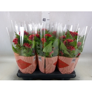 Celosia arg. CR 'Twisted Strawberr'