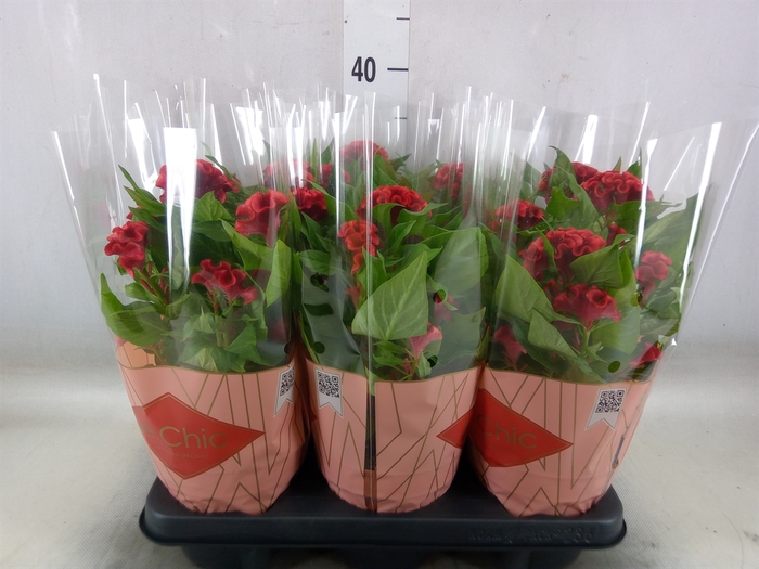 <h4>Celosia arg. CR 'Twisted Strawberr'</h4>