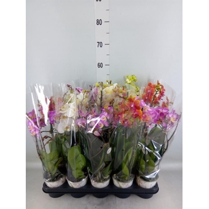 Phalaenopsis   ...mix