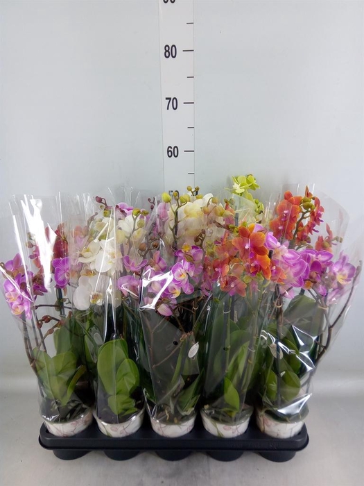 <h4>Phalaenopsis   ...mix</h4>
