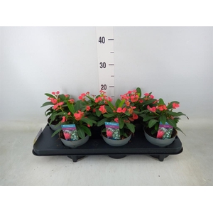 Euphorbia milii 'Maxi Olympia'